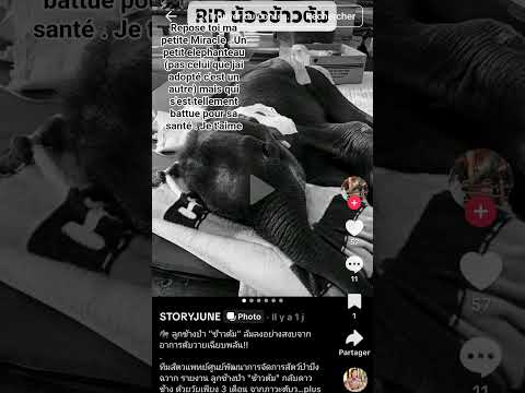 Repose en paix mon bébé 🐘🙏
