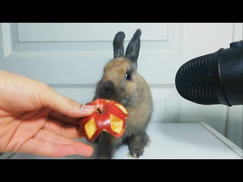 Rabbit Eating Flower Apple ASMR