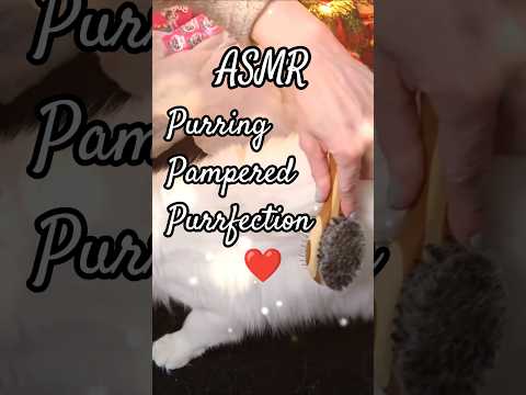 Purring Pampered Purrfection❤️ (brushing, petting, purring) #asmr #binaural #cats #brushing #purring