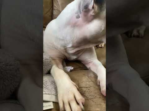 dog scratches asmr lol #asmr #dog