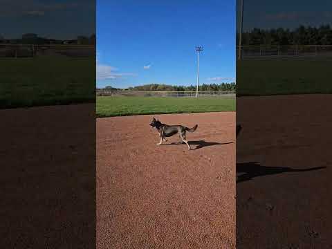#doglife