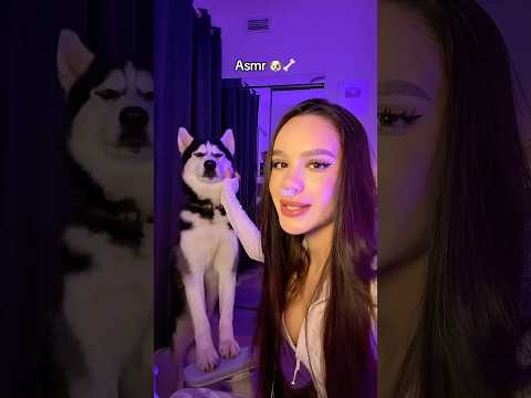 ASMR with Taco 🐶🦴 What a good boy 🐾 #asmr #asmrsounds #asmrvideo #husky #dog