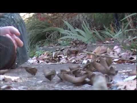 ASMR. A Walk with Autumn