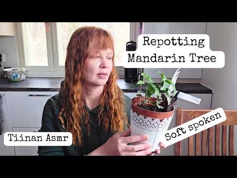 ASMR | Repotting My Mandarin Tree for Spring 🌿Soft spoken with accent