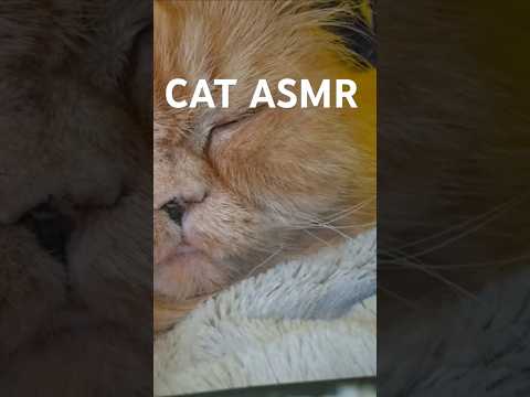PET CAT ASMR #catasmr #catgrooming #petrelaxingasmr #happycat #catlovers