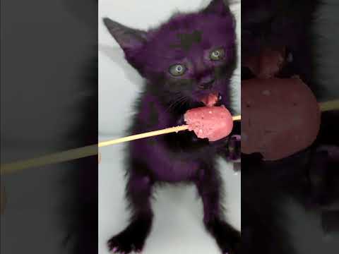 Cutest Kitten Sausage Attack!