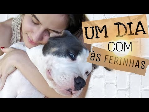Apresentando os monstrinhos ♥️♥️ Akita e American Bully