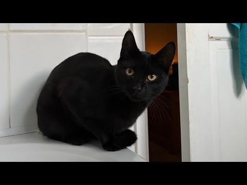 ASMR inside & outside (with my cat & my bunnies) ִֶָ🪽་༘