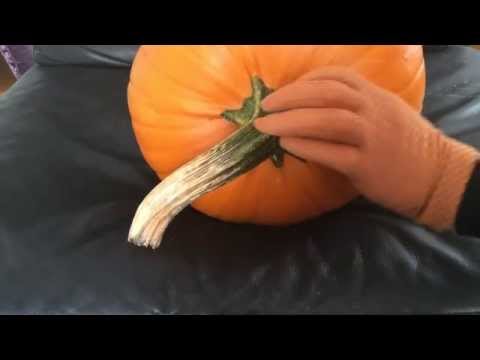 [ ASMR ] rubbing a pumpkin with orange gloves