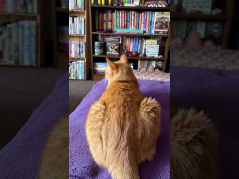 Watching @asmrniqarbie w/ Axl the Cat
