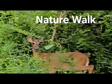 ASMR Nature Walk (guided meditation)