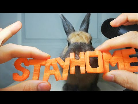 🐰 Rabbit eating #stayhome ASMR