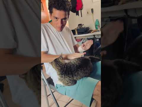 The cat enjoys Drum and Bass 🥁 #cat #catvideos #funny