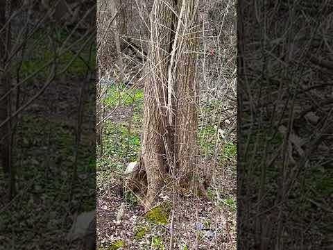 ASMR in Nature (Singing Cardinal, Water Sounds, Bunny Hopping)