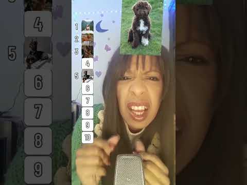 ASMR ESSES CACHORROS SÃO LINDOS #shortsvideo