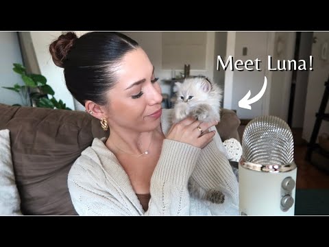 ASMR - Life Update Whisper Ramble! | My New Cat, Job Updates & Other Fun Things