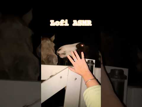 Night ASMR with Horses 🐎#asmr #lofi