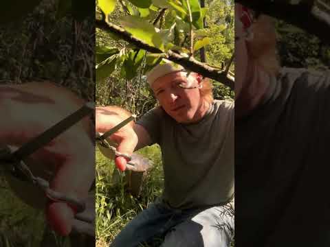ASMR Tree Haircut #asmr