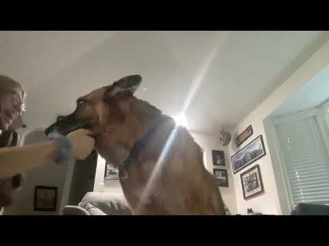 Lofi dog brushing ASMR