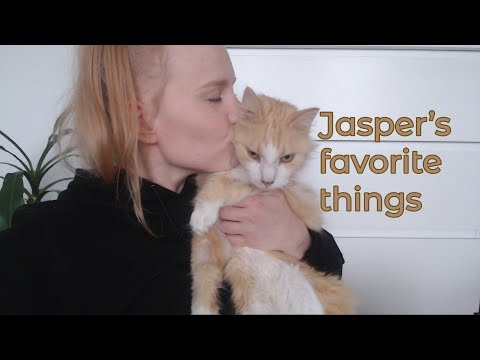 ASMR - Jasper's favorite things | cat stuff