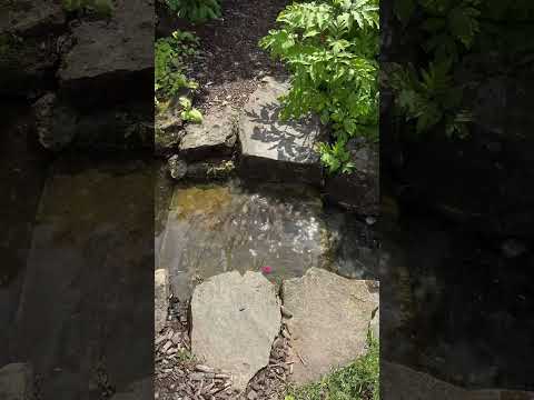 ASMR at the botanical garden #asmr #lofiasmr