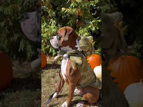 Bruno the dinopup #halloweencostume