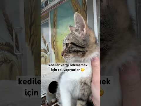 #öneçıkar #cat #cats #catvideos #cute