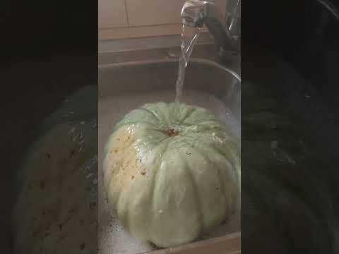Pumpkin Bath #asmrsounds #garden #asmrvideo #relaxing #satisfying #fypage #mun #fypシ゚ #fyp #foryou