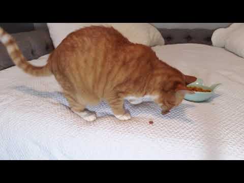 ASMR My Sister, Her Cat, and Myself.