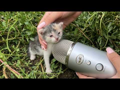 tiny kitty make asmr for first time in 1 minute
