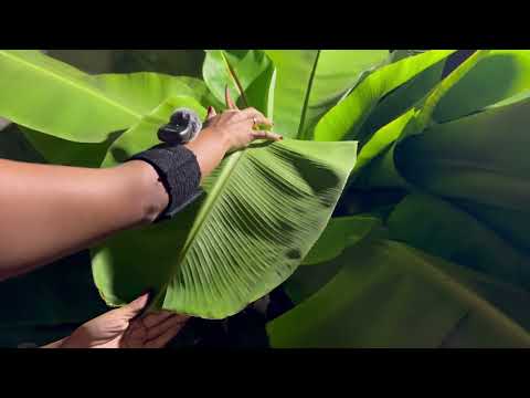 Garden ASMR 🌿 Relaxing Nature Sounds 🌴 Peaceful  Garden Ambience