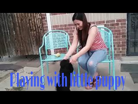 PLAYING WITH 2 MONTHS OLD   PUPPY:Igorot in Denver Colorado 🇺🇸