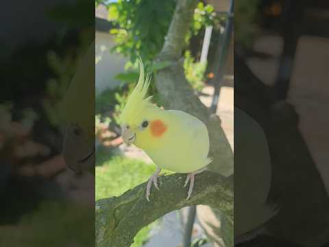 relaxing sunny day #cockatiel #asmr #relaxing #birds #shorts #fypage #foryou