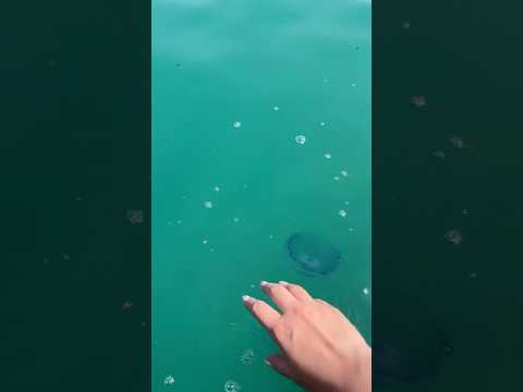 ASMR- Jellyfish trigger (@Mummamicasmr ) with real jellyfish🪼 #asmr #mouthsounds #jellyfish