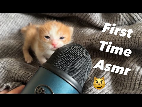 Kitty Asmr