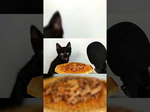 kitten eating asmr 🎙️