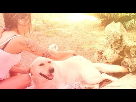 🇮🇹ASMR ITA• SPAZZOLO IL MIO CANE Labrador YUMA 🌺💜