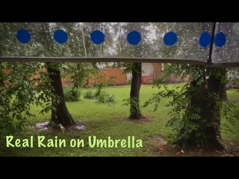 ASMR Real Rain drops on plastic umbrella (No talking) Walking in yard with rain and nature sounds