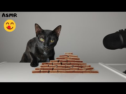 Cat eating Chicken Sandwich ASMR