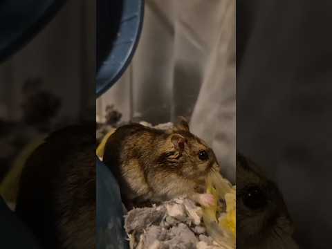 #hamster #asmr #animal #eatingasmr