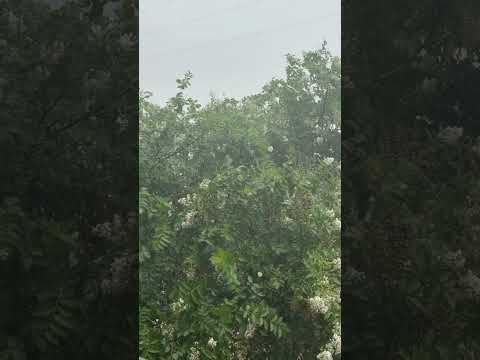 Relaxing Rain Sounds #shorts #rain #relax