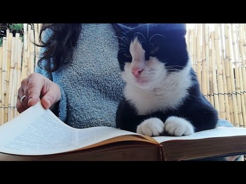 Cat ASMR: Reading the Dictionary