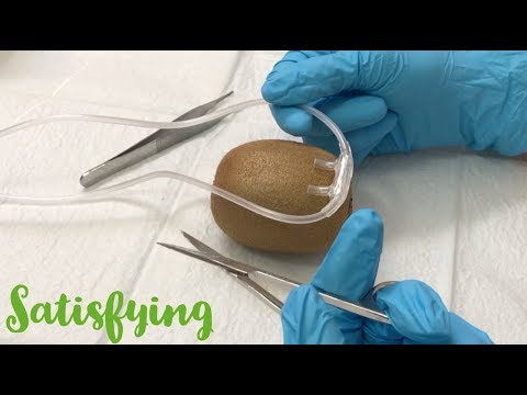 [ASMR] Surgery On Kiwi *SATISFYING*