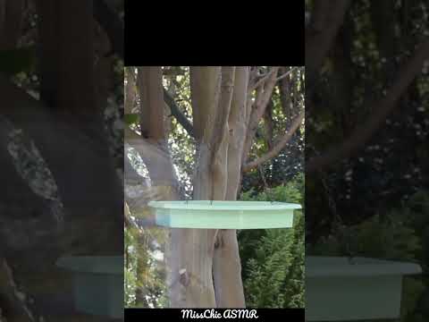 ASMR Cute Small Birds Visiting My Bird Feeder #asmrsounds #naturesounds #birdwatching #birds 🐦