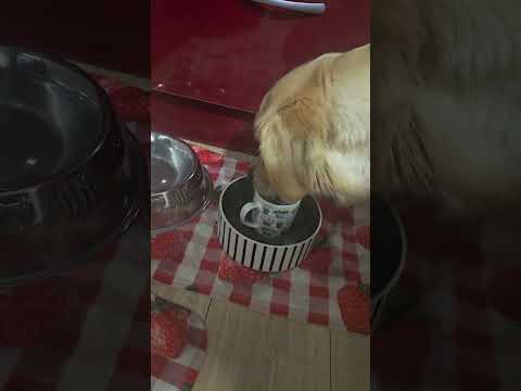 I just wanted to show you my Wendy having breakfast 🥰 #goldenretriever