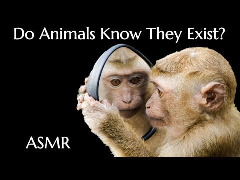 Mysteries of Consciousness (Sleep Story, ASMR)