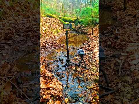 “Spent Today Recording Nature in the Forest 🎙️”#nature #forest#forestwhispers