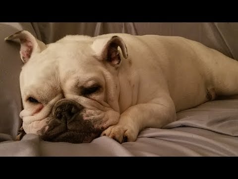 Sleeping With Penny the Bulldog (LOUD snores)