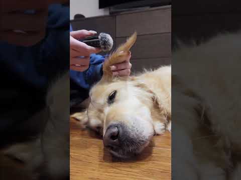 golden asmr♥️