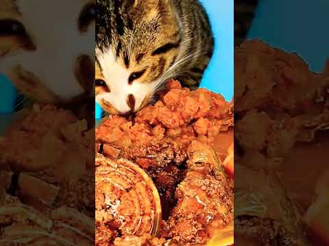 Cat Eating ASMR 😺🎙️
